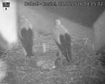 Capi_Dubne_20260608_040502.jpg