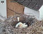 Capi_Dubne_20260608_044502.jpg