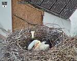 Capi_Dubne_20260608_045503.jpg