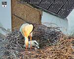 Capi_Dubne_20260608_051003.jpg