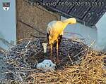 Capi_Dubne_20260608_052003.jpg