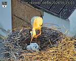 Capi_Dubne_20260608_052503.jpg