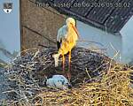 Capi_Dubne_20260608_053002.jpg