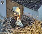 Capi_Dubne_20260608_053502.jpg