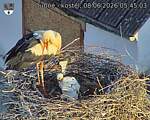 Capi_Dubne_20260608_054503.jpg