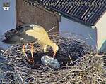 Capi_Dubne_20260608_060503.jpg