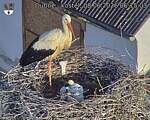 Capi_Dubne_20260608_061503.jpg