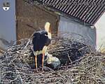 Capi_Dubne_20260608_063503.jpg