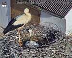 Capi_Dubne_20260608_065504.jpg