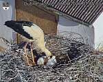 Capi_Dubne_20260608_070503.jpg