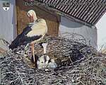 Capi_Dubne_20260608_071003.jpg