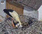 Capi_Dubne_20260608_071503.jpg