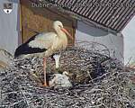 Capi_Dubne_20260608_072002.jpg