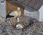 Capi_Dubne_20260608_072503.jpg