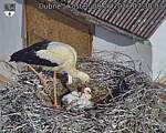 Capi_Dubne_20260608_073003.jpg