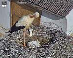 Capi_Dubne_20260608_073503.jpg