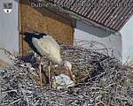 Capi_Dubne_20260608_074004.jpg