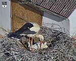 Capi_Dubne_20260608_074502.jpg