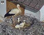 Capi_Dubne_20260608_080003.jpg