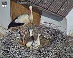 Capi_Dubne_20260608_081003.jpg