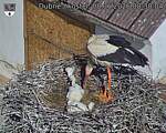 Capi_Dubne_20260608_083004.jpg