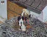 Capi_Dubne_20260608_084003.jpg