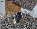 Capi_Dubne_20260608_084503.jpg
