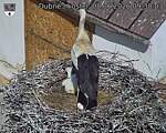 Capi_Dubne_20260608_093003.jpg