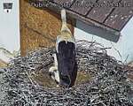 Capi_Dubne_20260608_094505.jpg