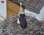 Capi_Dubne_20260608_101003.jpg