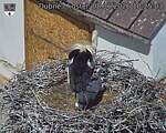 Capi_Dubne_20260608_102503.jpg