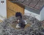 Capi_Dubne_20260608_105003.jpg