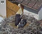 Capi_Dubne_20260608_110504.jpg