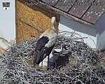 Capi_Dubne_20260608_113502.jpg
