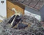 Capi_Dubne_20260608_120003.jpg