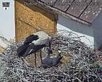 Capi_Dubne_20260608_120503.jpg