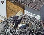 Capi_Dubne_20260608_121004.jpg