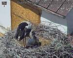 Capi_Dubne_20260608_121502.jpg