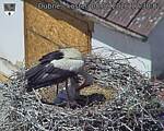 Capi_Dubne_20260608_123002.jpg
