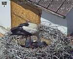 Capi_Dubne_20260608_123503.jpg