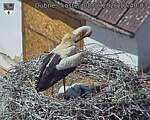 Capi_Dubne_20260608_124003.jpg