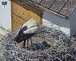Capi_Dubne_20260608_125003.jpg