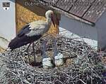Capi_Dubne_20260608_131002.jpg