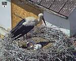 Capi_Dubne_20260608_131503.jpg