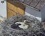 Capi_Dubne_20260608_132002.jpg