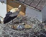 Capi_Dubne_20260608_141003.jpg