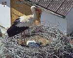 Capi_Dubne_20260608_141502.jpg