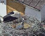 Capi_Dubne_20260608_142004.jpg