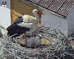 Capi_Dubne_20260608_142503.jpg