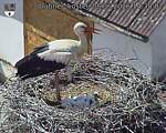 Capi_Dubne_20260608_143002.jpg